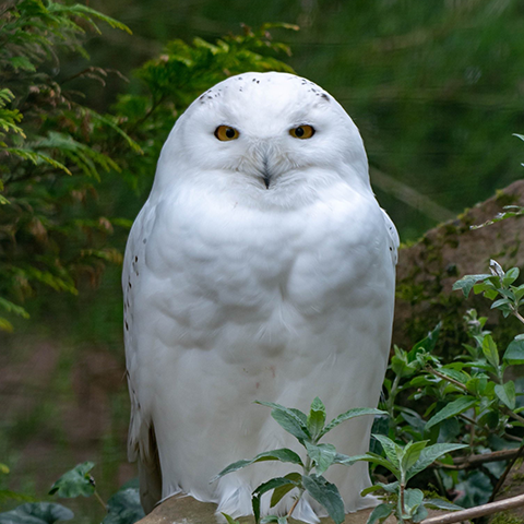 Snowy Owl