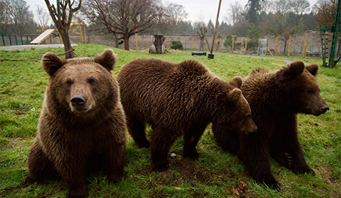 Our Bears Settle in for Winter: Time for Their Seasonal Rest